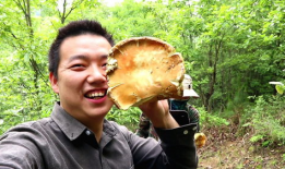 采蘑菇的视频,跟随视频一起采蘑菇之旅